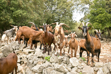 Goats going for their afternoon stroll