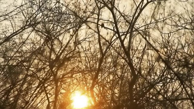 Finlayson's squirrels (Callosciurus finlaysonii) jumps from branch to branch against the background of the setting sun, Thailand