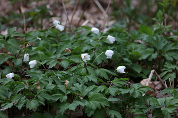 Anemone nemorosa is an early-spring flowering plant in the genus Anemone in the family Ranunculaceae