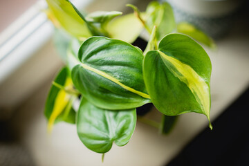 philodendron brasil leaf close up