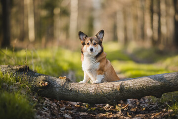 Naklejka na ściany i meble Welsh corgi pembroke dog in a forest portrait