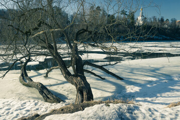 An old tree during an ice drift