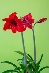 Blooming indoor flower amaryllis on a green background.