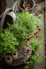 Rustic garden in summer afternoon. Aromatic herbs in summer garden.