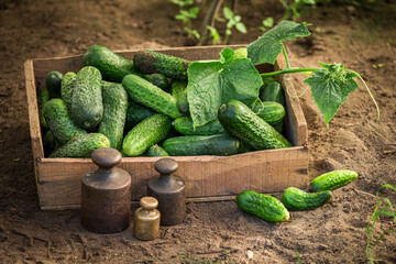 Rustic garden in summer afternoon. Fresh cucumbers in wooden box.