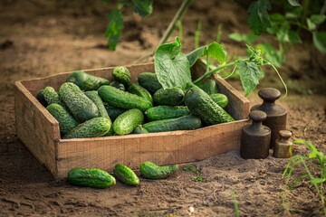 Rustic garden in summer afternoon. Green cucumbers in wooden box.