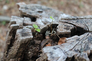 Nature photo 
