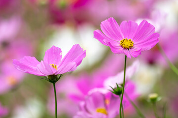 Obraz premium コスモスの花 秋のイメージ