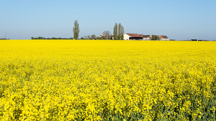 rapeseedfield