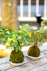 苔盆栽　和風イメージ