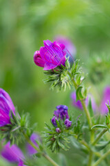 Echium plantagineum, commonly known as purple viper's-bugloss or Paterson's curse, is a species of Echium native to western and southern Europe, it is poisonous to grazing livestock