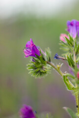 Echium plantagineum, commonly known as purple viper's-bugloss or Paterson's curse, is a species of Echium native to western and southern Europe, it is poisonous to grazing livestock