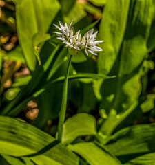 Ramsons -  Allium ursinum