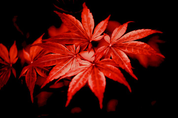 red flower on black