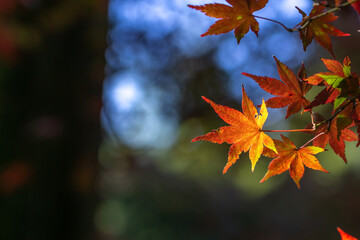 紅葉　秋のイメージ