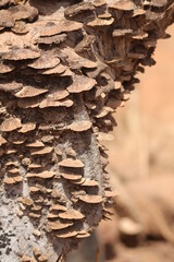 mushrooms on a tree stump