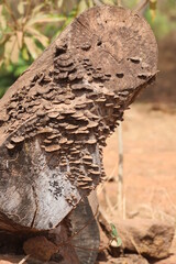 mushrooms on a tree stump