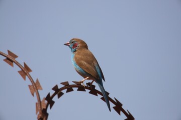 red-eared astrild on barbed wire