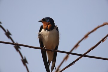 swallow on a wire