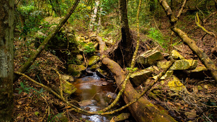 Forest walk 