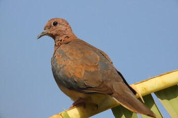 turtle dove
