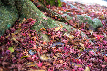 紅葉　秋のイメージ