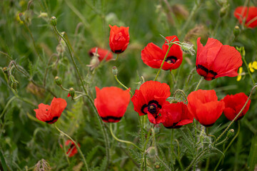 Red Poppy Flowers in a field