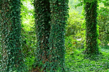Close-up of tree trunks and with fresh green foliage. Ghost forest. Earth Day. Green background. Original texture of natural greenery. Background of unique variegated leaves with English Ivy.