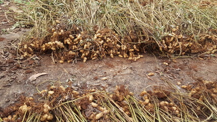 Peanuts