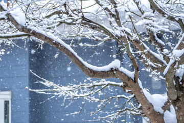 枝に積もる雪　冬のイメージ