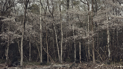 White birch tree trunks and blossom in a spring forest.