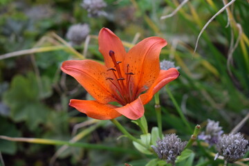 A bud of a red blooming flower bloomed in the field. Close-up.