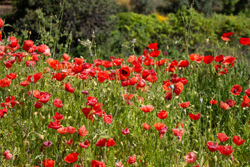 field of red poppies