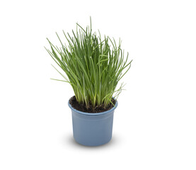 Spring onions beautiful in a pot isolated on white background​ with​ clipping path​