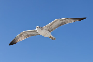 Obraz premium Beautiful flying seagull isolated on blue sky background