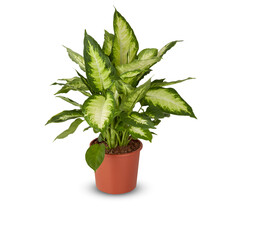 Dieffenbachia​ beautiful flower in a pot isolated on white​ background​ with​ clipping​ path​