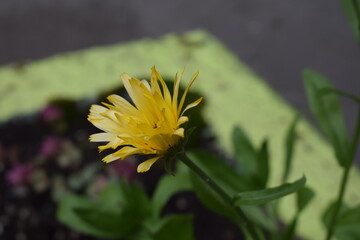A yellow flower bud has blossomed in a city flower bed. Close-up.