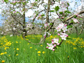 Apfelbaum Blüten in rosa und weiß - Obstwiesen in Südtirol im Frühling - Blütezeit in Lana bei Meran