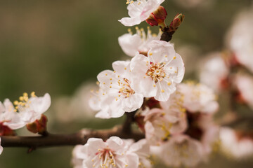 Fototapeta premium apricot flowers in spring bloom on the tree