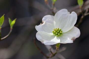 白色のハナミズキの花