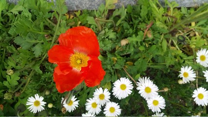 red poppy is blooming outside