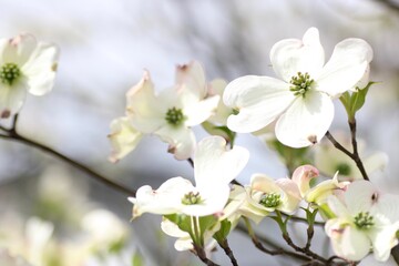 白色のハナミズキの花
