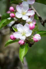 Apfelbaum mit Apfelblüten in rosa und weiß in der Frühlingssonne - Apfelbaumblüte in Südtirol - Lana bei Meran