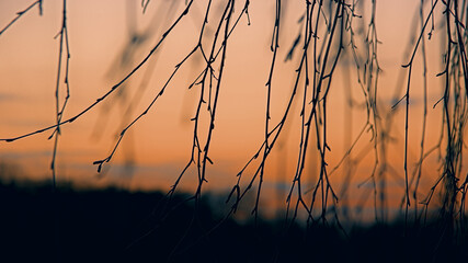 evening birch twigs © Jerzy