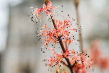 pink buds on a branch in spring grow