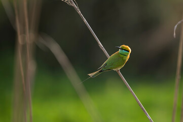 Little green bee Eater 