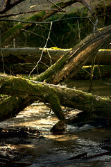 mossy logs by the stream