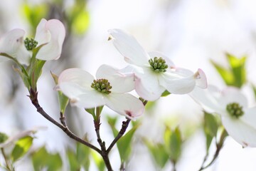 白色のハナミズキの花