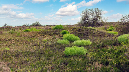 Fototapeta na wymiar Fennel shrubs in the steppe