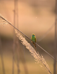 Little green bee Eater 